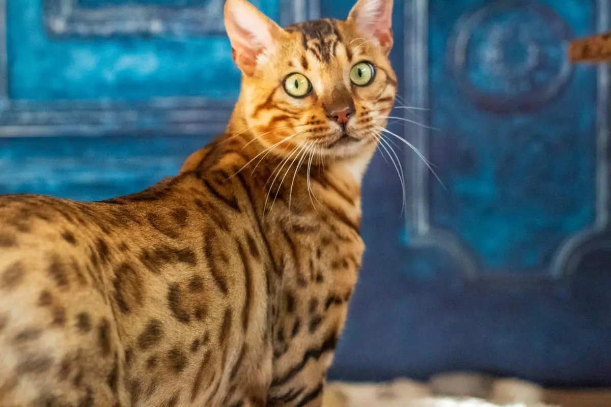 Thorgal de l'Arkanson Bengal, chat Bengal