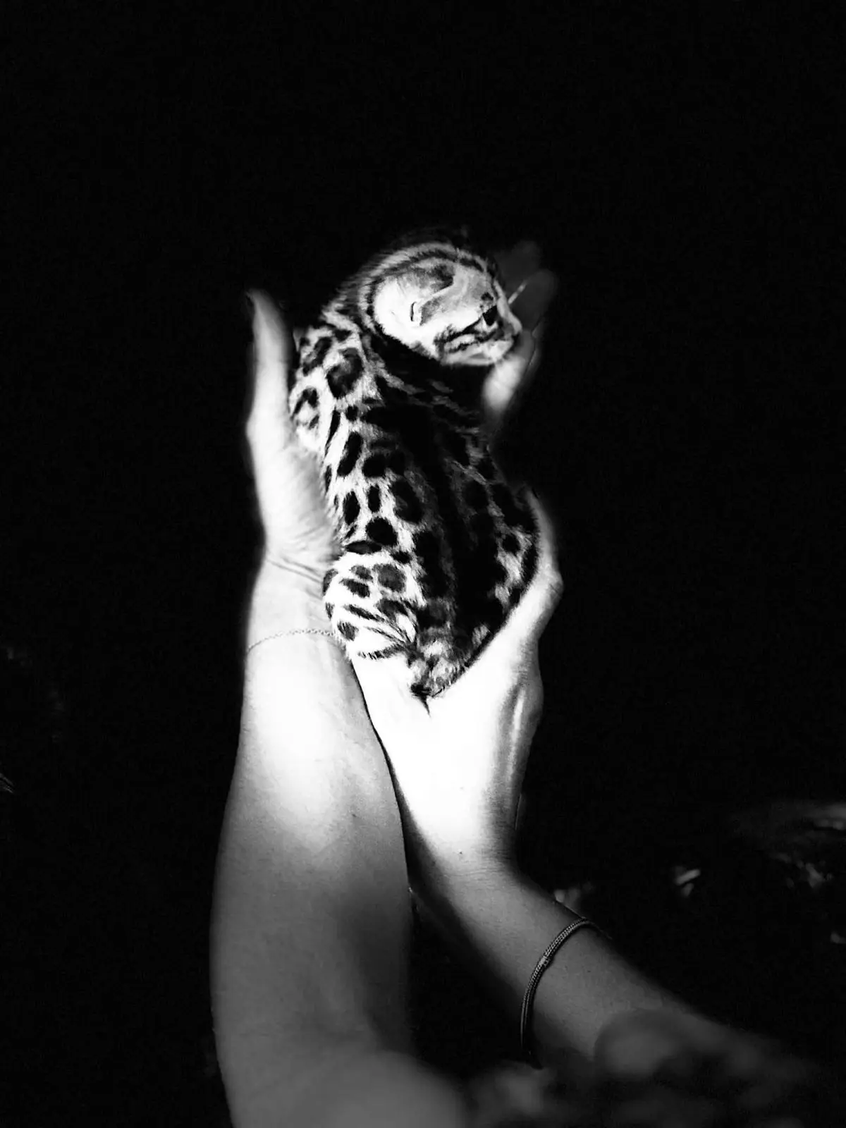 Thorgal, chaton Bengal, porté dans les bras, noir et blanc