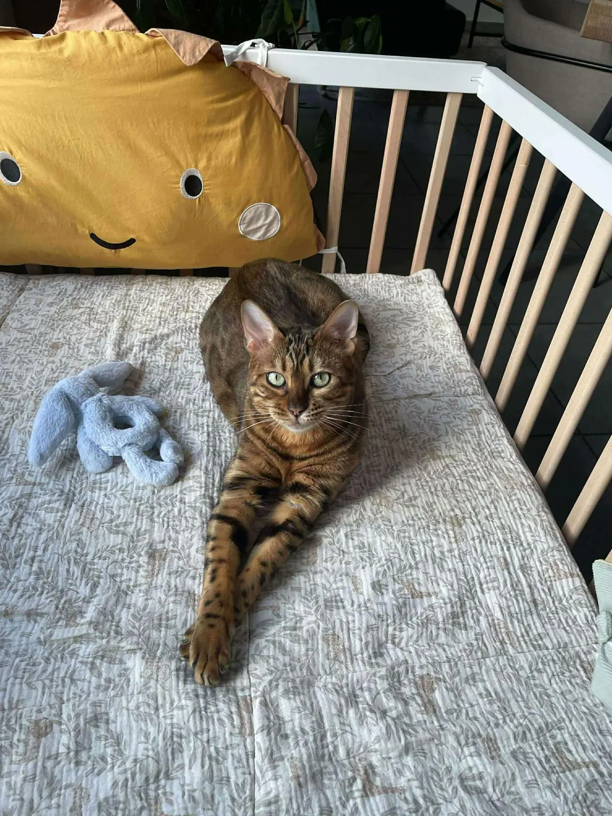 Chat Bengal installé dans un lit bébé, au cœur du foyer